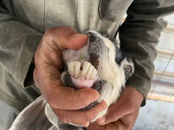 معزا عوارض مواليد 5