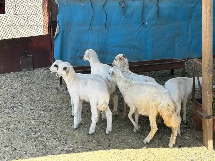 خروفين واربع رخال جذعان مشروطه اكل ونظافه 1