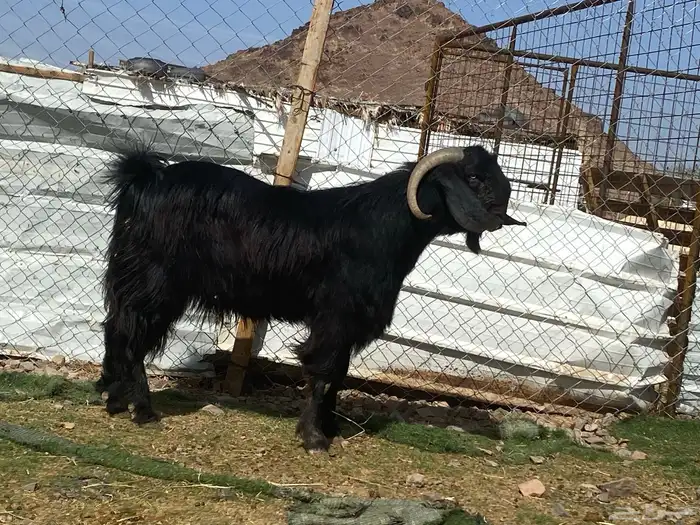 تيس قبرصي صنف اسود فحل فاخر 17