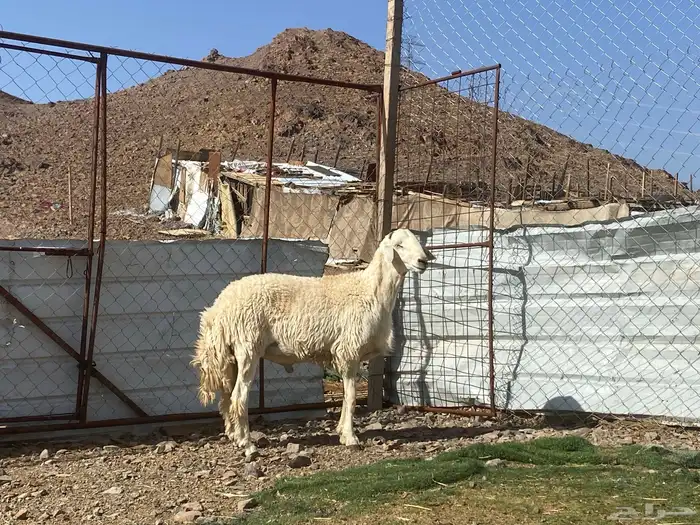 طلي حري فحل جذع مشروط يقشع على الشرط 7