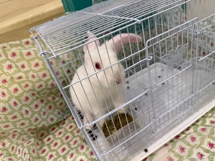 أرنب للبيع 0