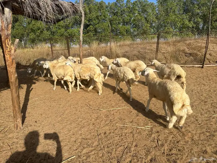 طليان حريه للمناسبات 3