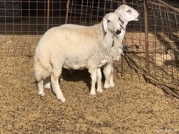 خرفان حريات 0