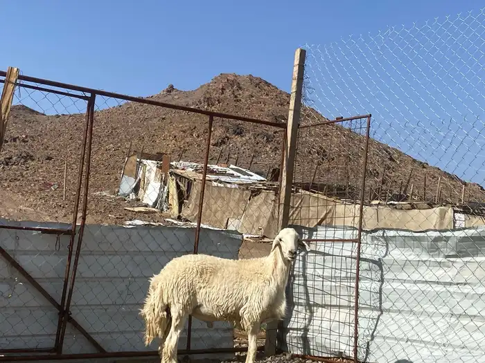 طلي حري فحل جذع مشروط يقشع على الشرط 8