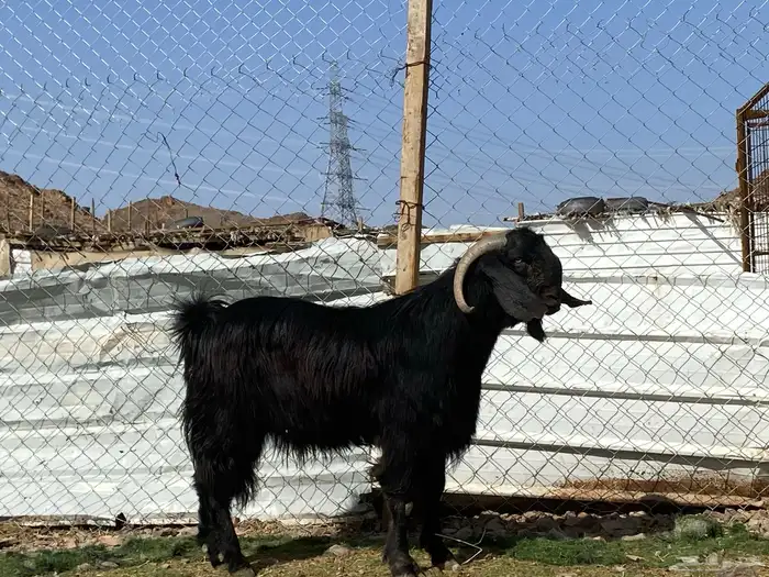 تيس قبرصي صنف اسود فحل فاخر 15