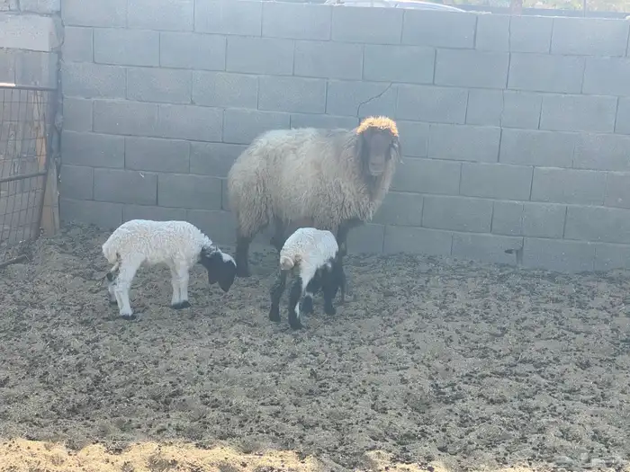 شاة نعيمية والد 3