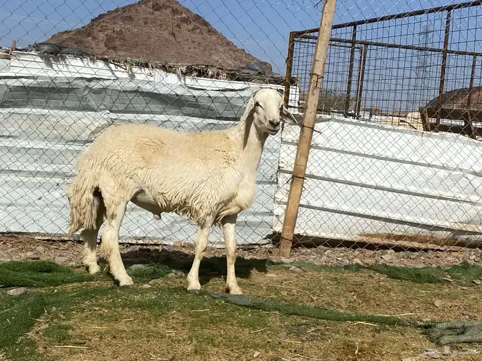 طلي حري فحل جذع مشروط يقشع على الشرط 10