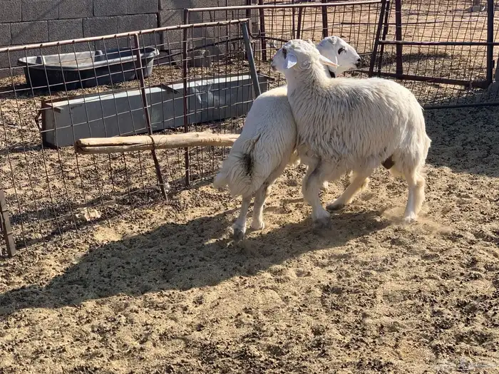 خرفان حريات 5