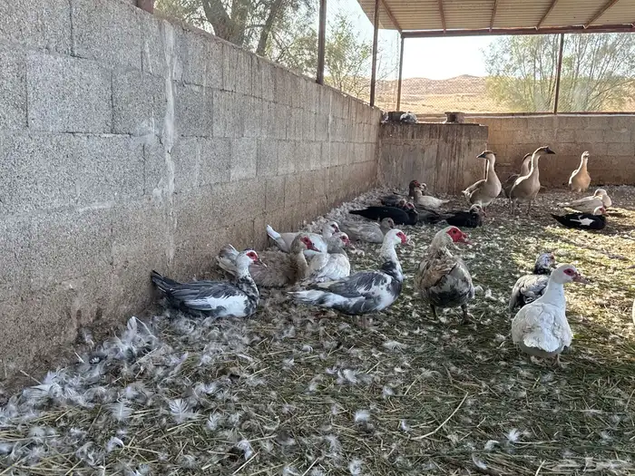 بط مصري بح 4