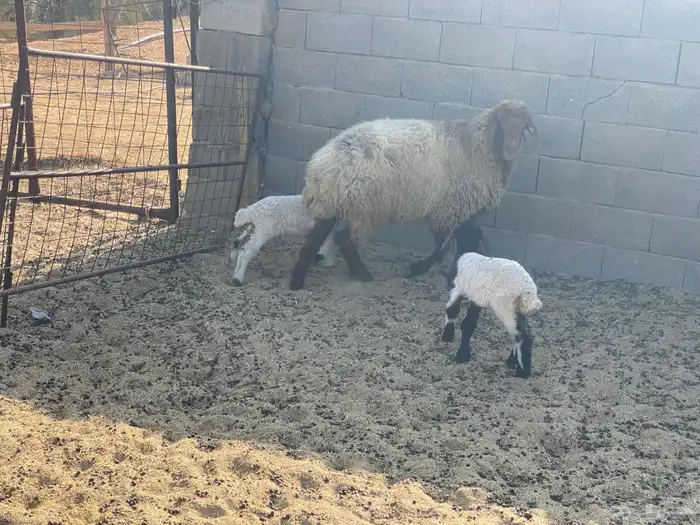 شاة نعيمية والد 1