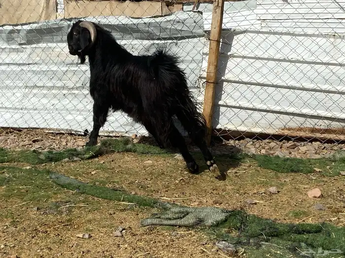 تيس قبرصي صنف اسود فحل فاخر 14