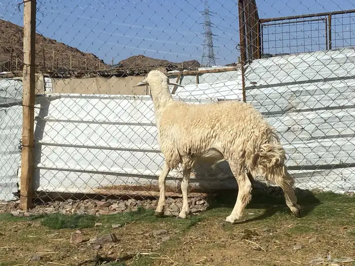 طلي حري فحل جذع مشروط يقشع على الشرط 4