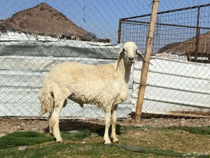 طلي حري فحل جذع مشروط يقشع على الشرط 14