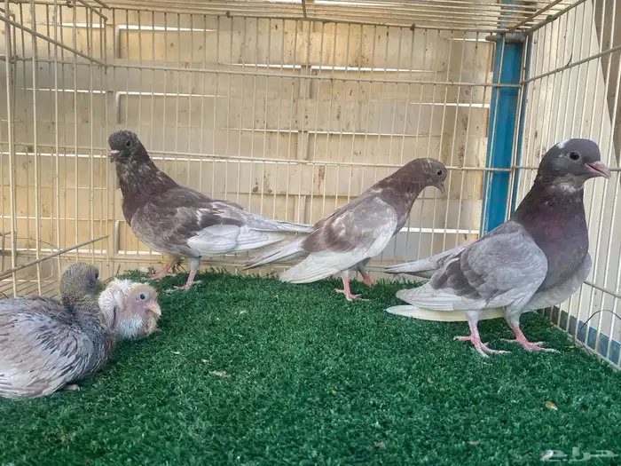 حمام صنعاوي اصايل 5