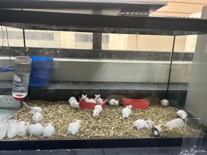 فيران فئران تجارب للبيع 1