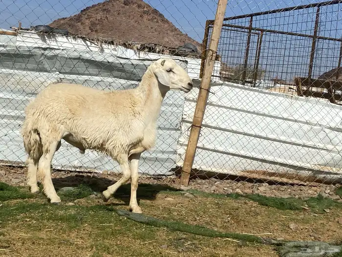 طلي حري فحل جذع مشروط يقشع على الشرط 9