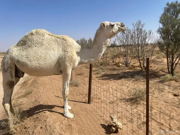 ناقه ضريبه نظيف شبب 4