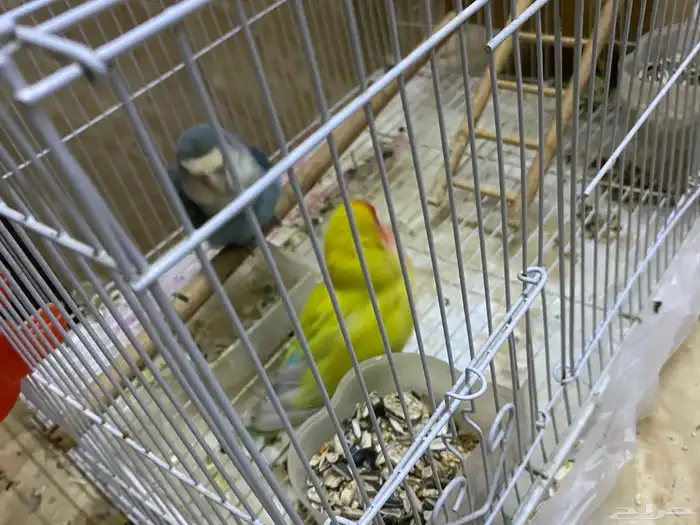 طيور روز زوج الليفه 0