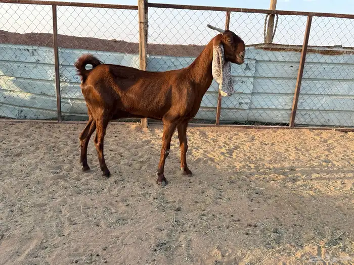 البيع عنز دافع في الخرج 0