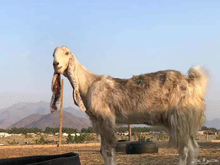 مشالله معزه هولنديه 2