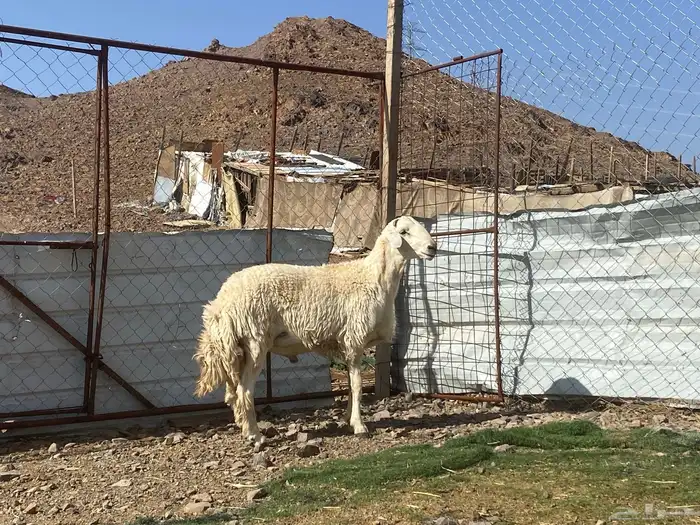 طلي حري فحل جذع مشروط يقشع على الشرط 2