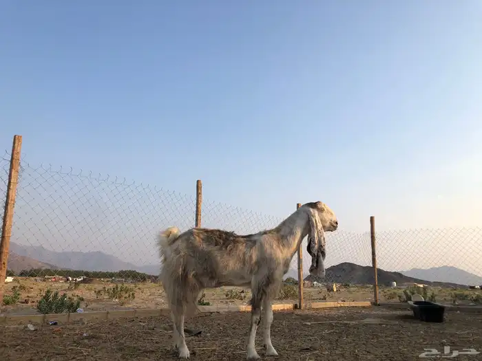 مشالله معزه هولنديه 1