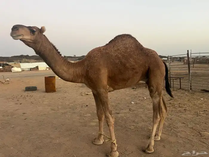 قعود احمر كناني 0