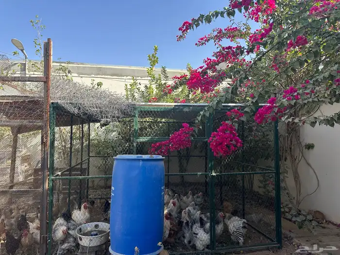 دجاج بلدي ودجاج براهما كلومبي وشبوك دجاج 3 2 وخزان ماء 17
