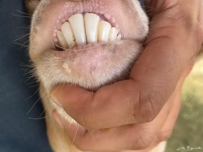 عنز قزمه منتجه وباذن الله مضرع 4