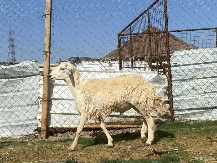 طلي حري فحل جذع مشروط يقشع على الشرط 0