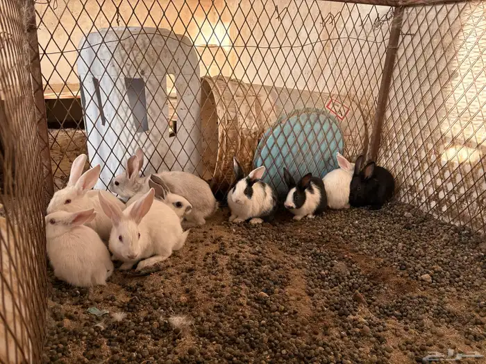 ارانب بلديه   دجاج بلدي   للبيع 0