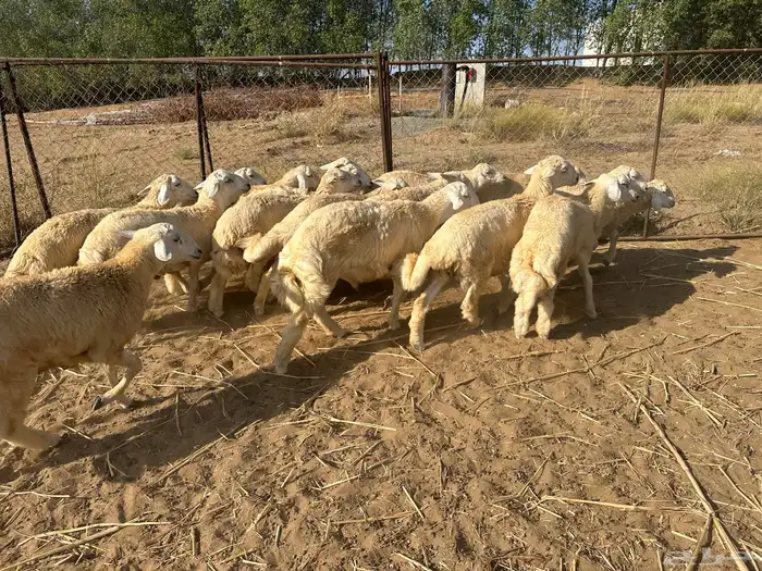 طليان حريه للمناسبات 0