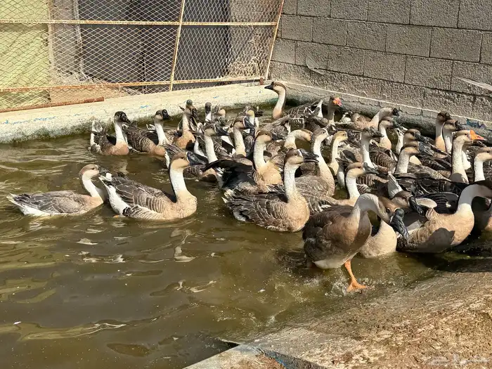 وز عراقي اصل 1