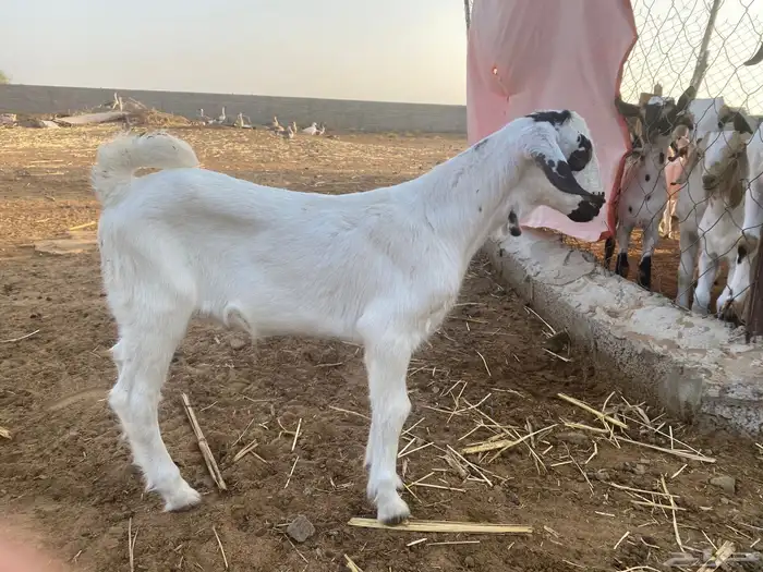 تيوس بيشيه فاخره 1