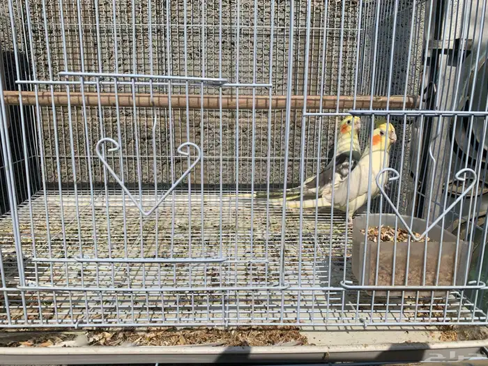 كروان أو كوكتيل للبيع 8