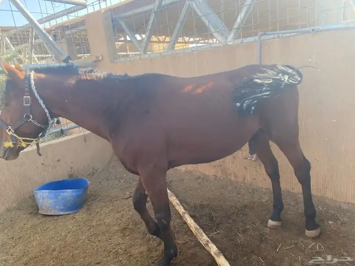 للبيع 2 أحصنه واحد سيسي البيع جمله او تفريد 0