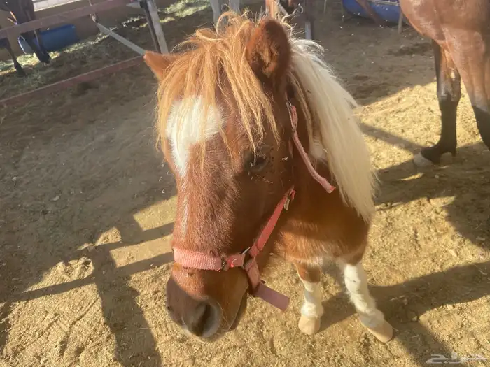 للبيع 2 أحصنه واحد سيسي البيع جمله او تفريد 4