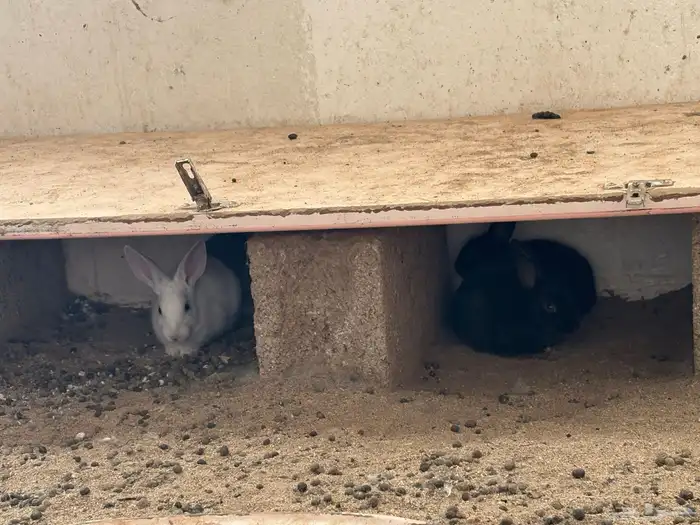 ارانب بلديه   دجاج بلدي   للبيع 2