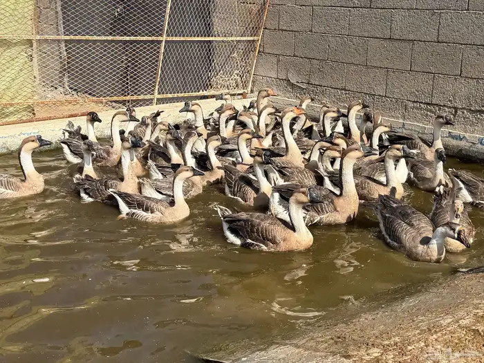 وز عراقي اصل 3