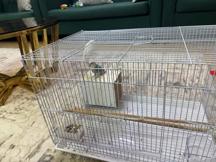 طيرو روز زوج كانو اليفين وفيهم خوف بسيط 4