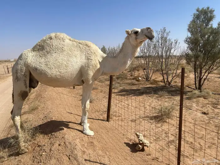 ناقه ضريبه نظيف شبب 5