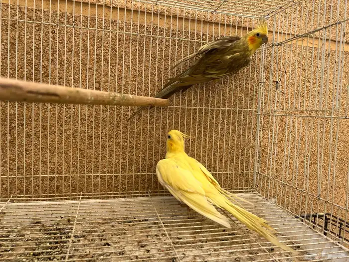 زوج كروان طفرة جينية نادرة 2