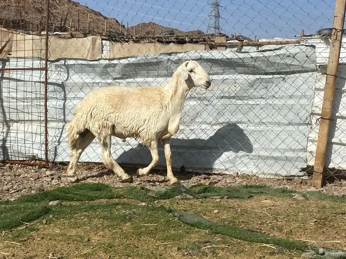 طلي حري فحل جذع مشروط يقشع على الشرط 15