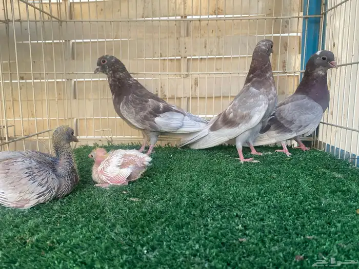 حمام صنعاوي اصايل 2