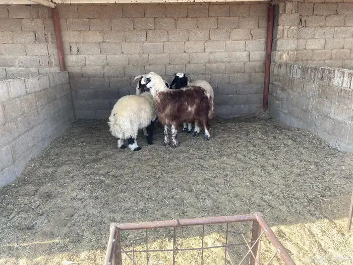 ذبائح نعيم 0