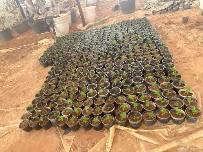 زهور ماري جولد وبيتونيا 0