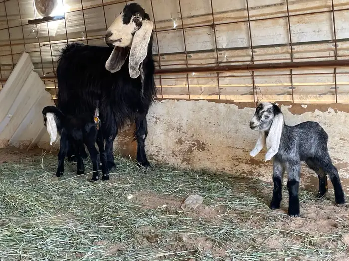 معزا عوارض مواليد 4