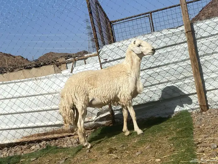 طلي حري فحل جذع مشروط يقشع على الشرط 5