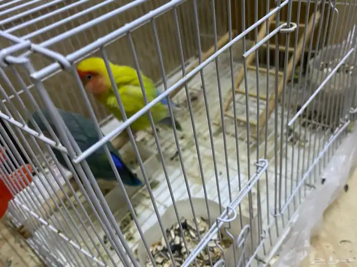 طيور روز زوج الليفه 1