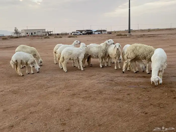 رخال حريات 5